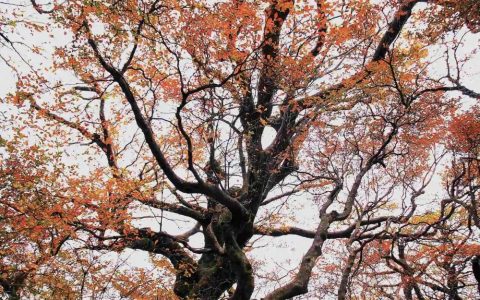 山毛榉(双子叶植物纲山毛榉目山毛榉科植物)