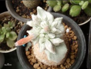 月宴(巴西高原断崖峭壁上生长的一种多肉植物)