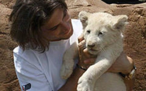 白狮子(食肉目猫科动物)