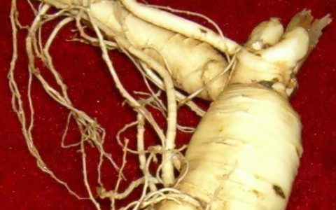 山参(五加科人参属植物)