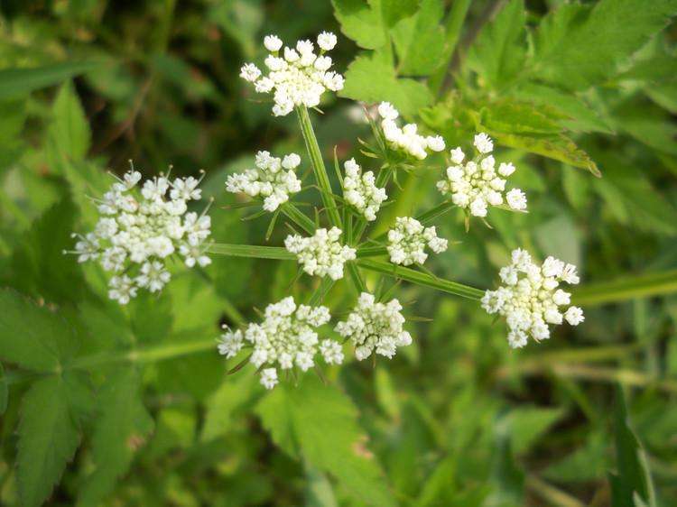 水芹(伞形科水芹属植物)