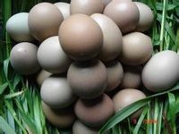 野鸡蛋(山鸡蛋)