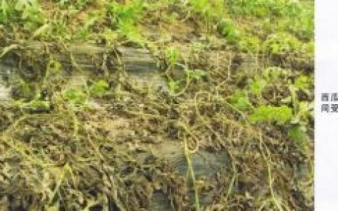 西瓜(葫芦科西瓜属植物)