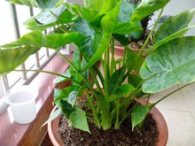 滴水观音(亚热带常见观赏植物)