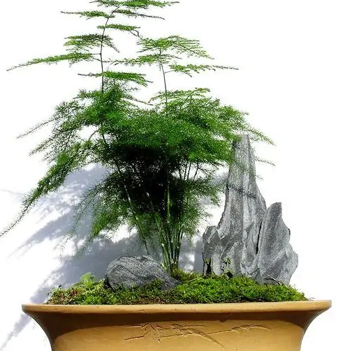 文竹(天门冬科天门冬属植物)