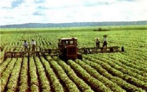 国营农场(国家投资建立的农业经济组织)