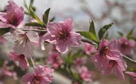 平谷桃花节(国际赏花节)