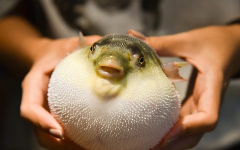 长江三鲜(中国长江下游水域中出产的三种鱼类)