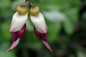 禾雀花(国家二类保护植物)