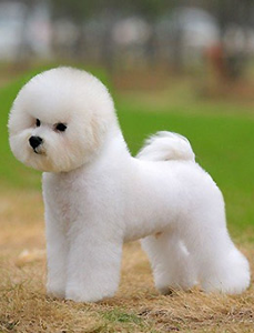 比熊犬(犬科犬属动物)