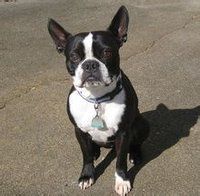 波士顿犬(犬科犬属动物)