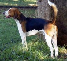 美国猎狐犬(犬属动物)