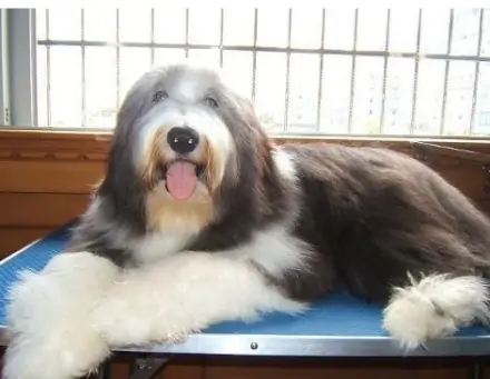 长须牧羊犬(畜牧犬)