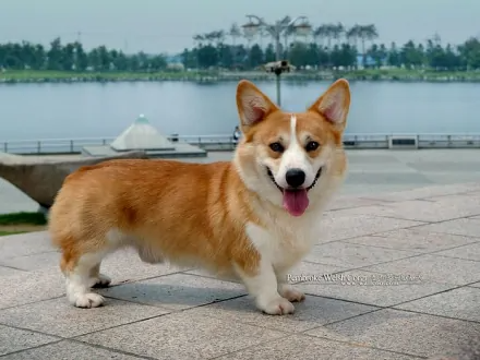 威尔士柯基犬(著名犬种)