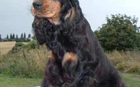 英国可卡犬(犬科可卡犬属动物)