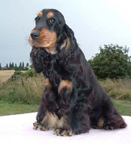 英国可卡犬(犬科可卡犬属动物)