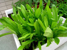 阳台菜园(城市蔬菜种植方式)
