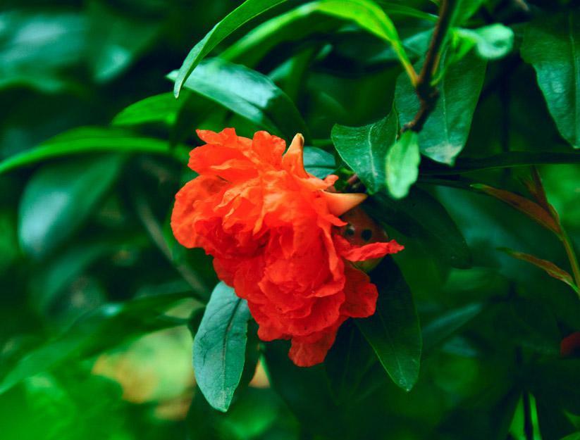 石榴花(石榴科石榴属植物)