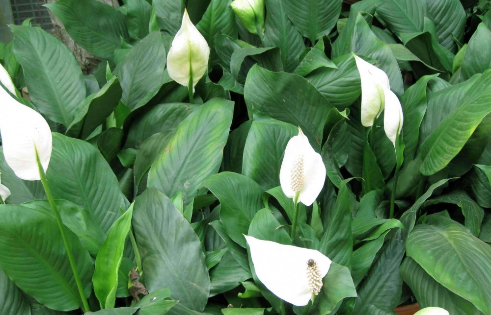 白鹤芋(天南星科白鹤芋属植物)