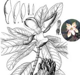 华盖木(木兰科华盖木属植物)