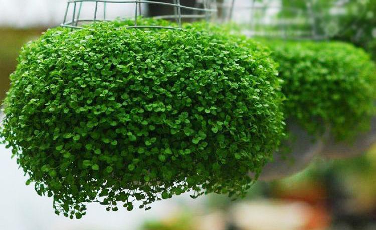 科西嘉薄荷(唇形科植物)