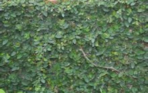 爬山虎的脚(小学语文课文)