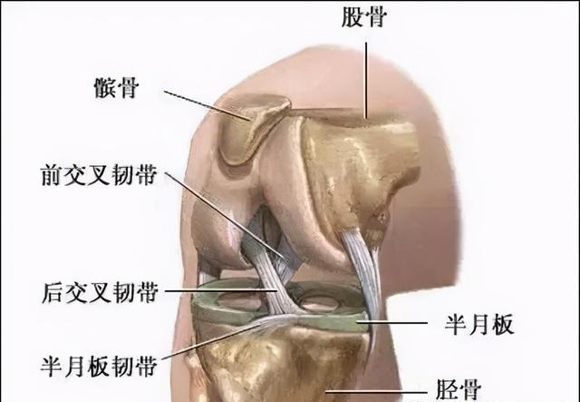 韧带(致密结缔组织)