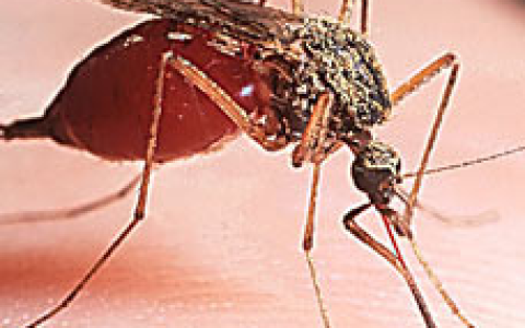 白蛉(体小多毛的吸血昆虫)