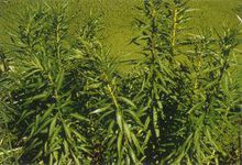扯根菜(虎耳草科扯根菜属植物)