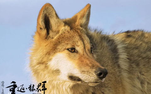 重返·狼群(2017年出品的纪实类叙事影片)