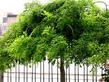 龙爪槐(槐族槐属植物)