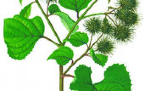 牛蒡茶(纯天然茶品)