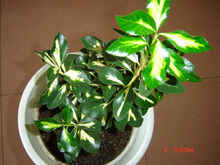 金心黄杨(植物)