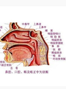 鼻咽(腭帆平面以上的部分)