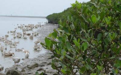 海鸭蛋(广西、浙江等地在浅海滩涂放养的鸭所产的蛋)