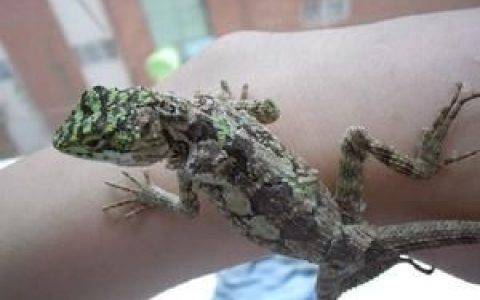 丽纹龙蜥(鬣蜥科龙蜥属动物)