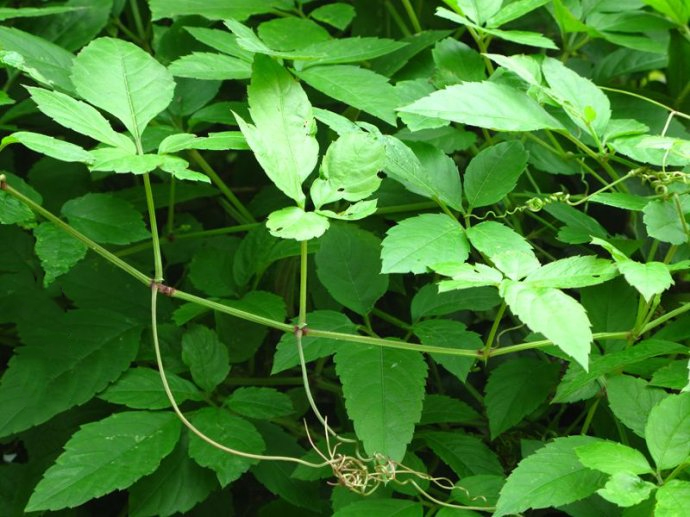 乌蔹莓(葡萄科乌蔹莓属植物)