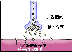 有机磷中毒(神经性中毒)