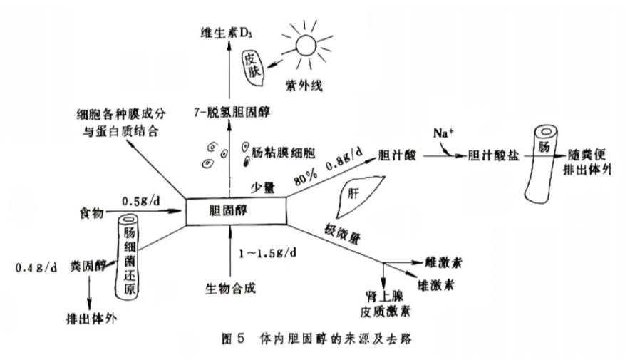 胆固醇(环戊烷多氢菲的衍生物)