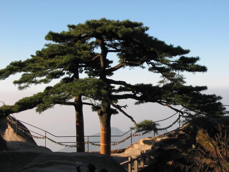 陪客松(黄山十大名松)