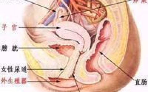 阴道干涩(已婚妇女阴道分泌物显着减少之妇科杂症)