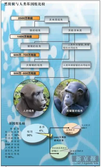 黑猩猩(人科黑猩猩属动物)