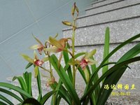建兰(地生植物)