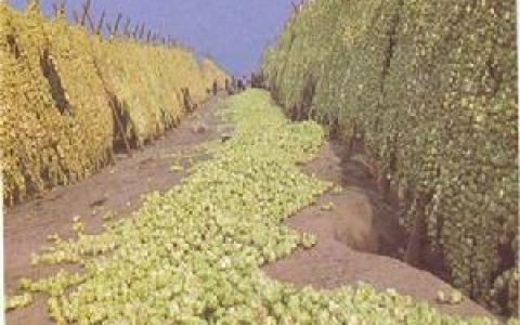 乌江榨菜(涪陵榨菜品牌)