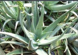 泻药(促排便药物)
