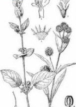 山香(管状花目唇形科植物)