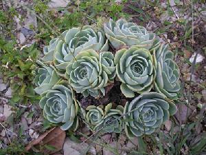 石莲花(景天科石莲花属)