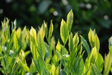 太平猴魁茶(全国十大名茶)