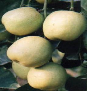 广枣(鼠李目漆树科植物)