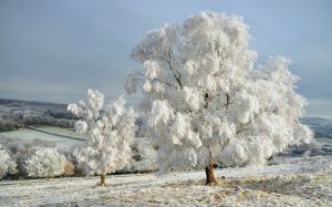 雪景(自然景象)